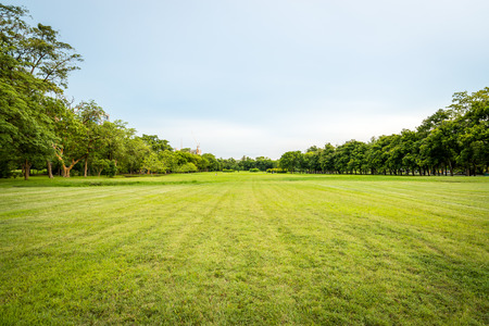 Beautiful park scene in public park with green grass field, green tree plant and a blue skyの写真素材