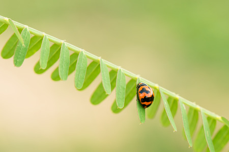 Macro of a ladybug on green nature background