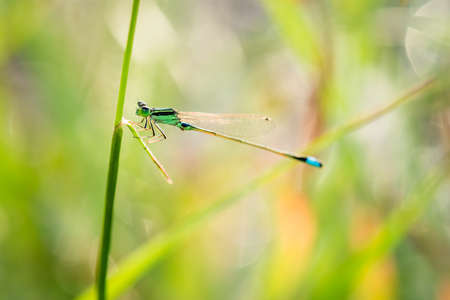 Small dragonfly resting on a branch with green backgroundの写真素材
