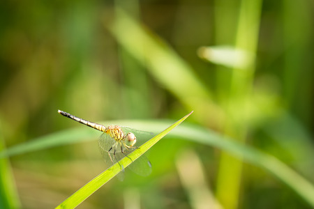Small dragonfly resting on a branch with green backgroundの写真素材