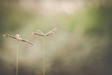 nature background with grass flower, close upの写真素材
