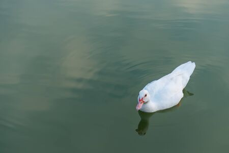 White duck swimming in the lakeの写真素材