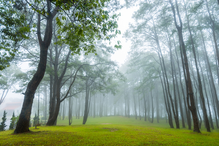 misty forest of pines  in the early morning at 
Khao Kho, Thailandの写真素材