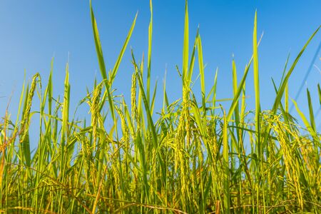 Lush green rice field with a blue sky and cloudsの写真素材