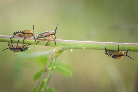 close up group of insect on green bokeh backgroundの写真素材