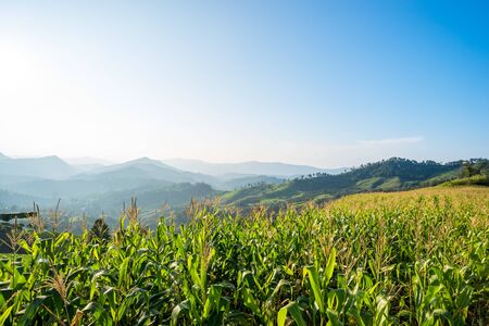 Corn farm on hill with blue sky and sunset backgroundの写真素材