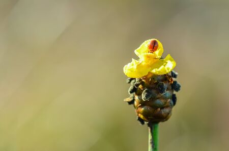Macro of a ladybug on yellow flower with green nature backgroundの写真素材