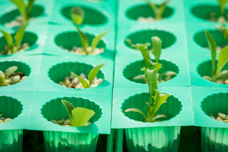Hydroponics vegetable growing in the nurseryの写真素材