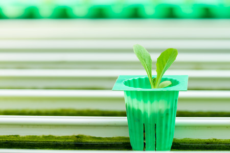 Hydroponics vegetable growing in the nurseryの写真素材