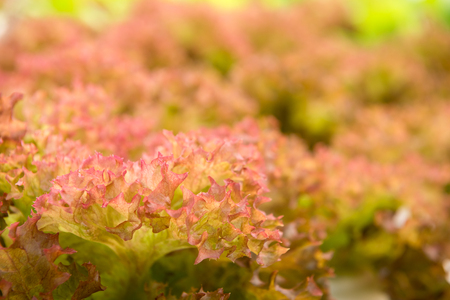 Hydroponics lettuce vegetable growing in farm, food for healthの写真素材