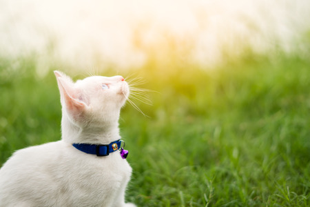 Two color eyes of white kitten in the garden, cat on grassの写真素材