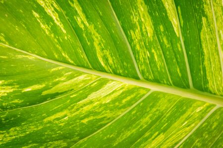 Close-up green leaf background in the tropical gardenの写真素材