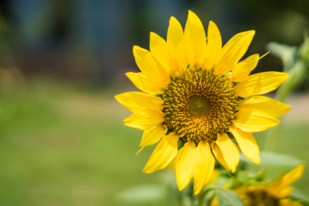 Sun flower blossom in the garden with green leavesの写真素材