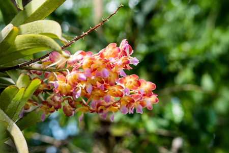 Close Up of a orchid flower on nature backgroundの写真素材