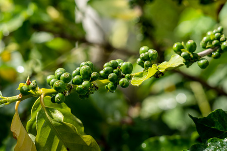 Green coffee berries growing on treeの写真素材