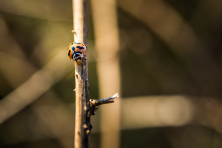 Beetles ladybug on the branch, sunlight, Macroの写真素材