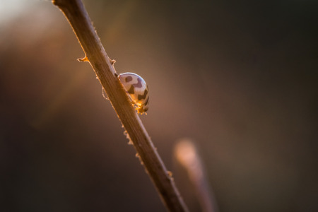 Beetles ladybug on the branch, sunlight, Macro