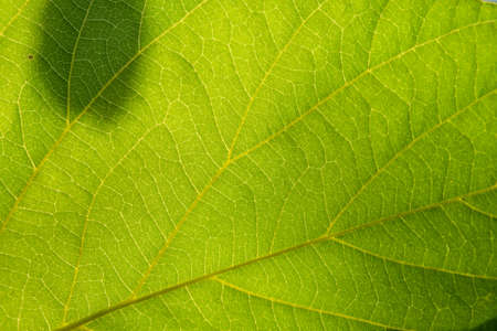 Green leaf nature background, natural texture of plant in close-up