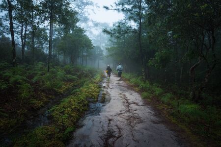 Photographer on misty forest path in the mountains through the pine trees at the end of rainy seasonの写真素材
