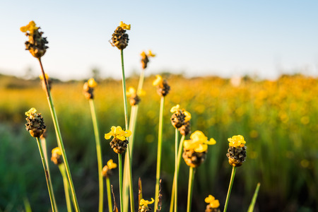 Grass flower in the meadow backgroundの写真素材