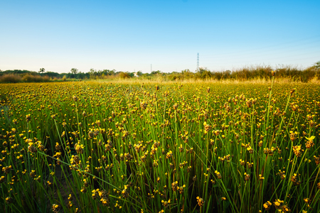 Grass flower in the meadow background