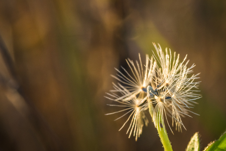 Grass flower in the meadow background and copy spaceの写真素材