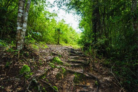 Path in a forest covered with moss in rainy seasonの写真素材