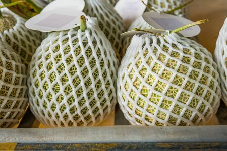Green fresh melon in with foam net for sell at vegetable market stallの写真素材