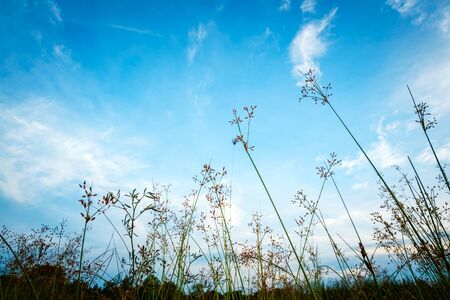 Spring nature background with green grass and blue sky in the back, Summer timeの写真素材