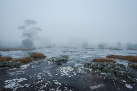 Misty forest path in the mountains through the pine trees at the end of rainy seasonの写真素材