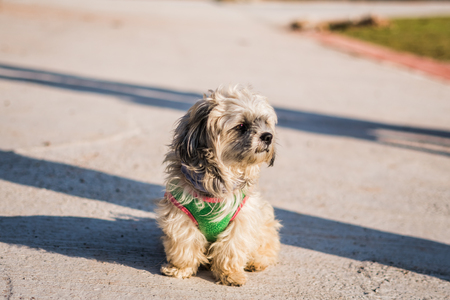 Puddle is waiting for the owner.