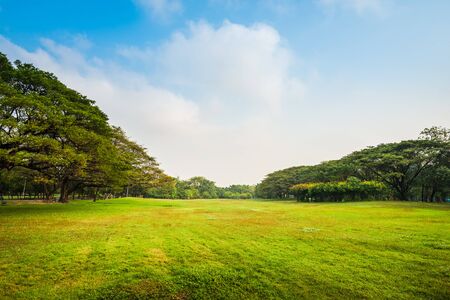 Beautiful morning light in Public Park with green grass field and treeの写真素材
