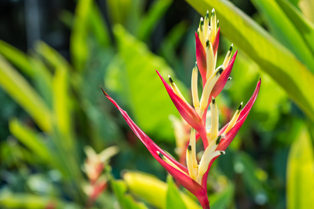 bird of paradise flower in gardenの写真素材