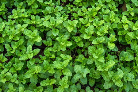 Green mint leaves close-up background, top view of Peppermint in vegetable garden