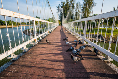 The metal rope bridge with dove in the park, Suspension bridge