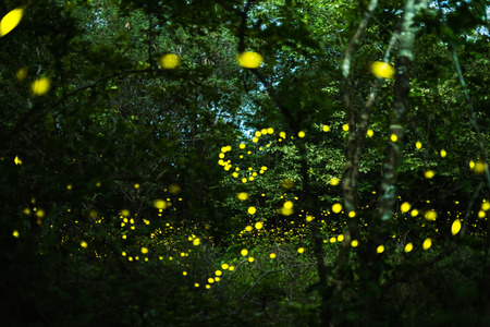 Firefly, lightning bugs flying at night in the forest in Thailand, Lights in the night