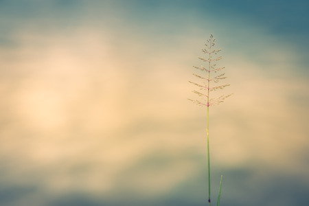 Grass flower in the meadow vintage style background and copy spaceの写真素材