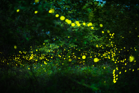 Abstract and magical image of Firefly flying in the night forest in Thailandの写真素材