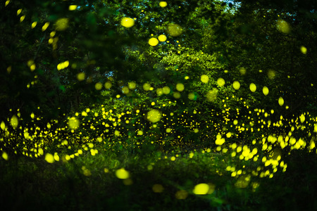 Abstract and magical image of Firefly flying in the night forest in Thailandの写真素材