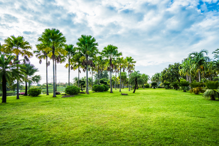 Green grass field with palm tree in Public Park on blue sky background, the rest of the city lifeの写真素材