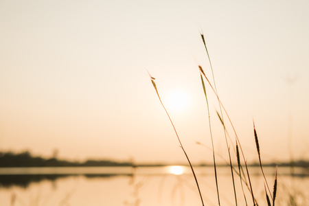 close up grass flower on sunset backgroundの写真素材