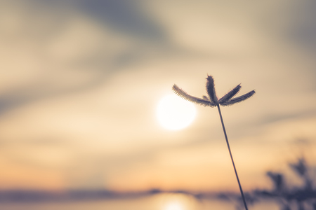 Grass flower in the meadow vintage style background and copy spaceの写真素材