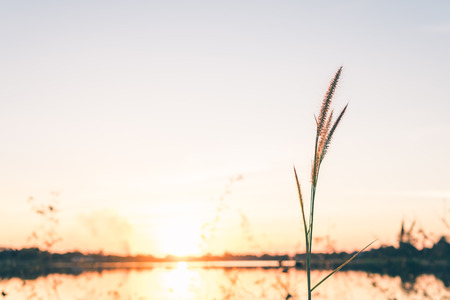 close up grass flower on sunset backgroundの写真素材