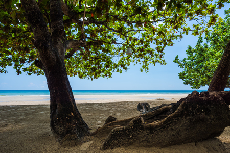 Sand beach with blue sea, tropical tree and blue sky background. Summer Vacation Travel and Holiday conceptの写真素材