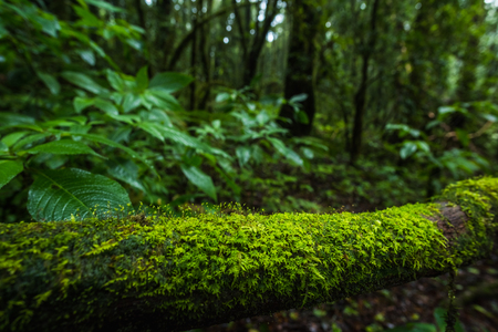Fern, moss on tree plant in tropical rain forest at Ang Ka Nature trail in Doi Inthanon Nature Park,...