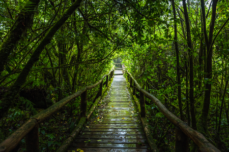 Wooden bridge walkway in to the rain forest at Ang Ka Nature trail in Doi Inthanon Nature Park, Chiang Mai, Thailandの写真素材