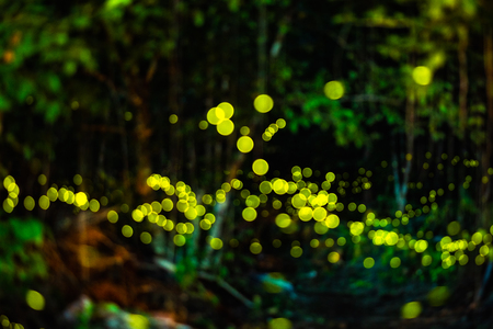 Abstract and magical image of Firefly flying in the night forest in Thailandの写真素材