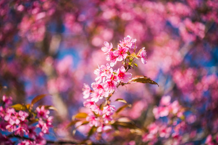 Wild himalayan cherry in sunshine day on top of mountain in Phu Lom Lo, Dan Sai District, Loei Province, Thailandの写真素材