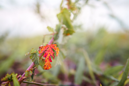 Grass flower in the meadow vintage style background and copy spaceの写真素材