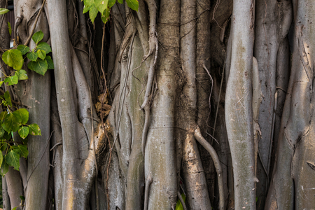 Structures of a Banyan tree in close upの写真素材